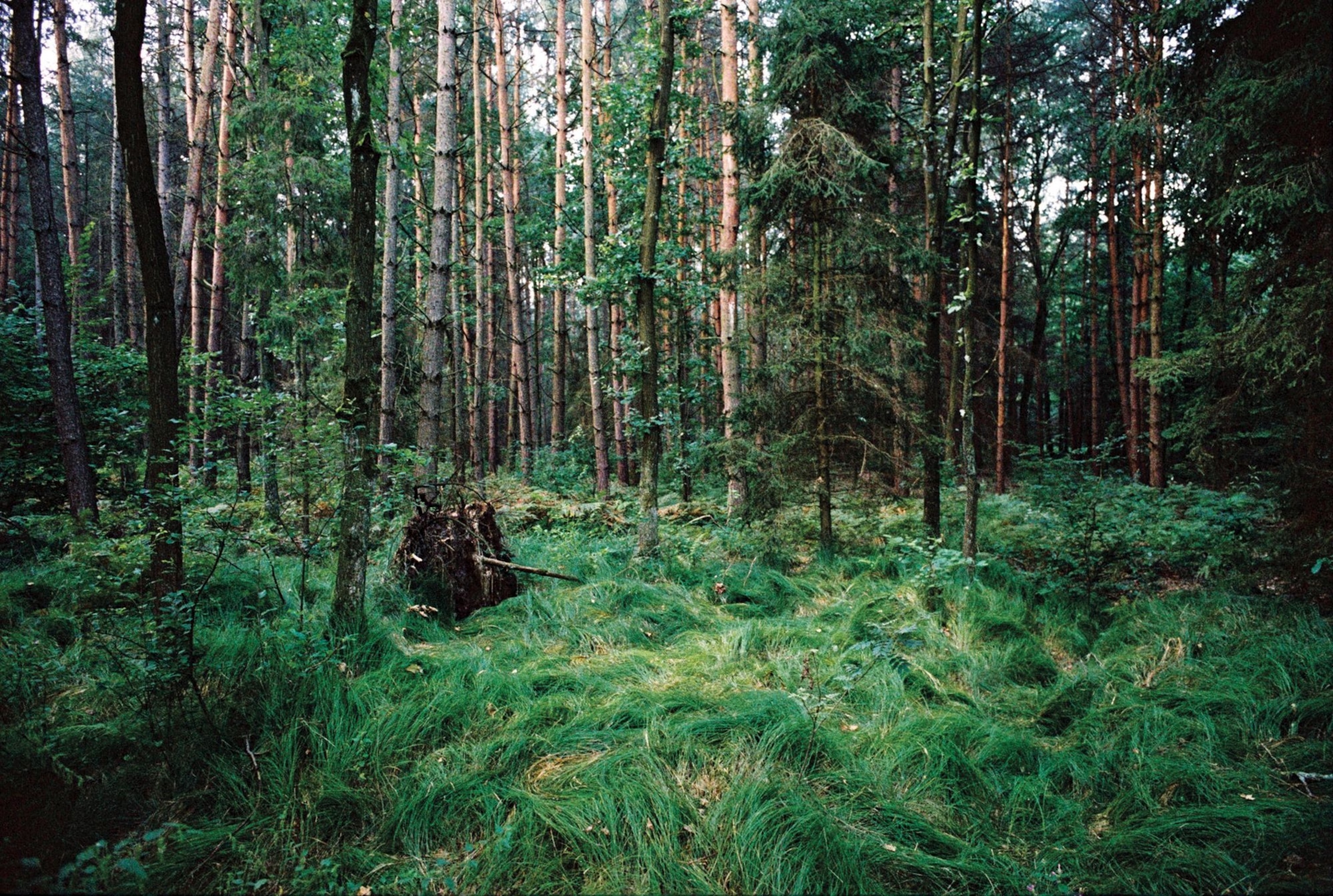 A verdant-floored forest with coniferous tree trunks