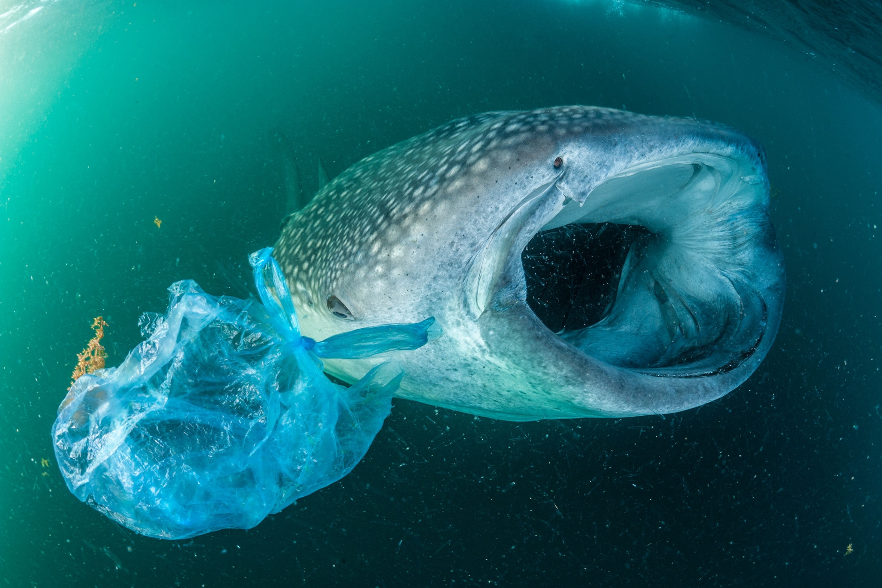 a whale shark swimming beside a plastic bag in the Gulf of Aden