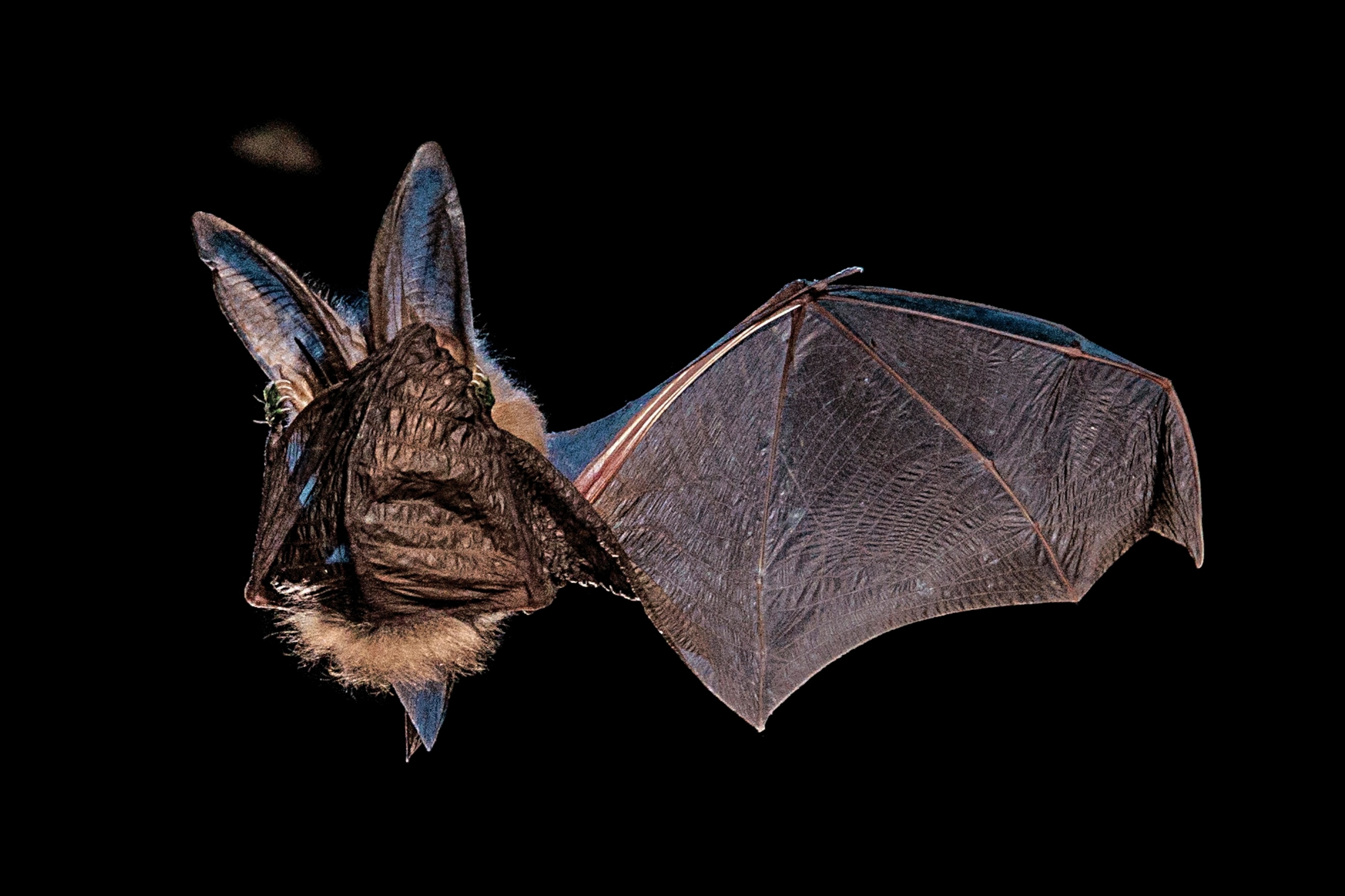 Bat with mouth covered with one wing.