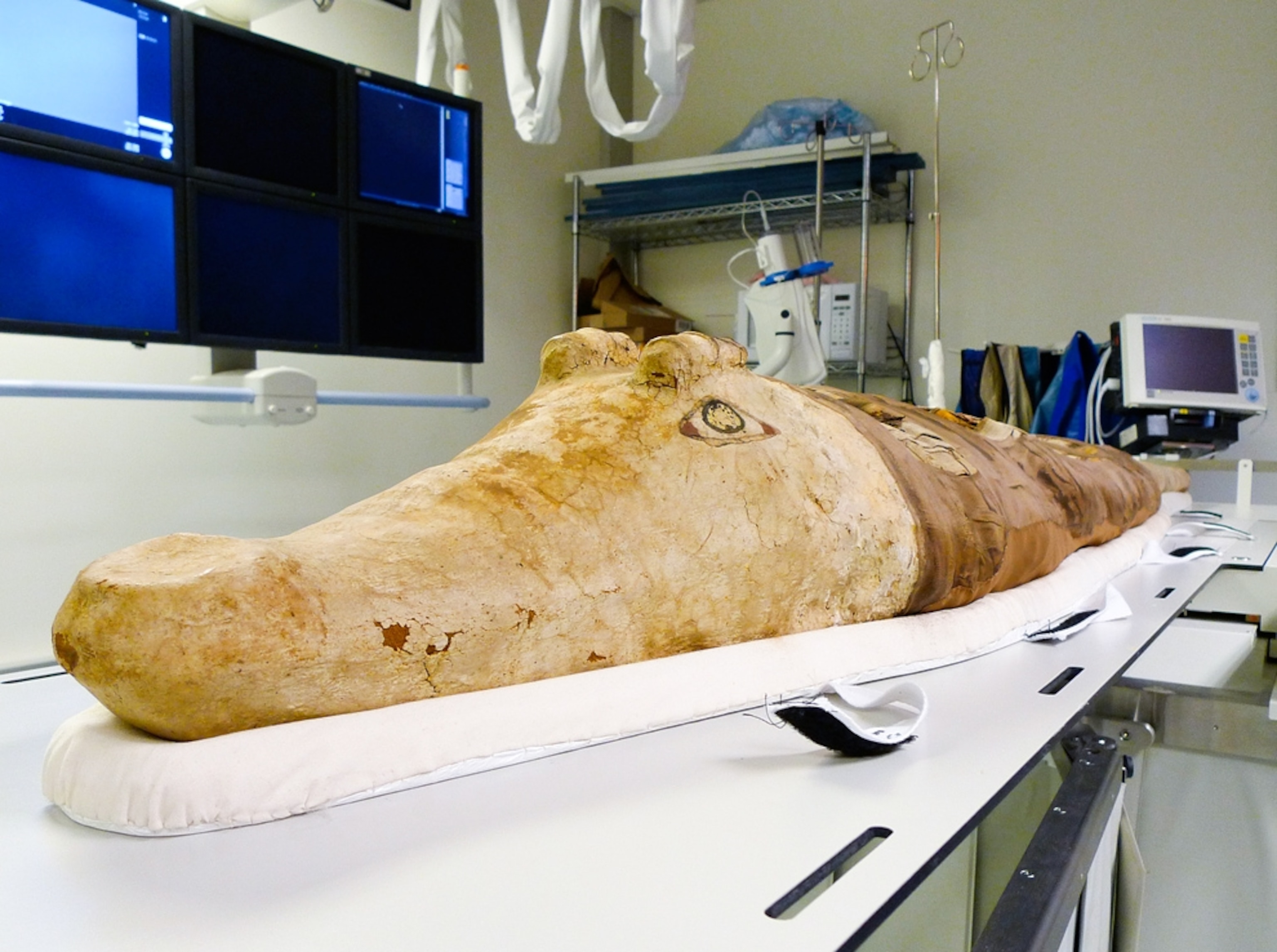 A picture of a crocodile mummy being scanned.