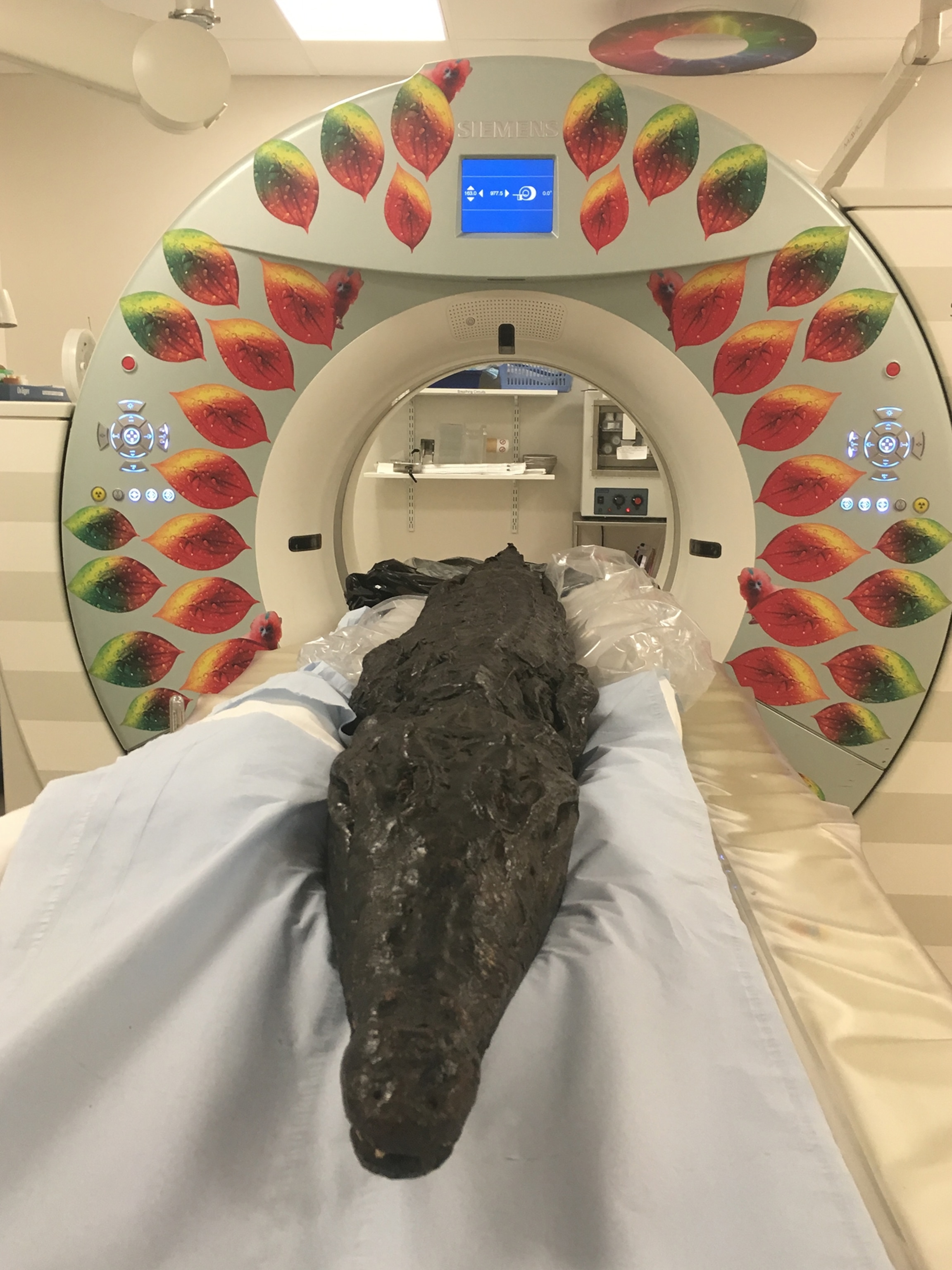 Crocodile mummy 2005.335 on the CT scanner gantry.