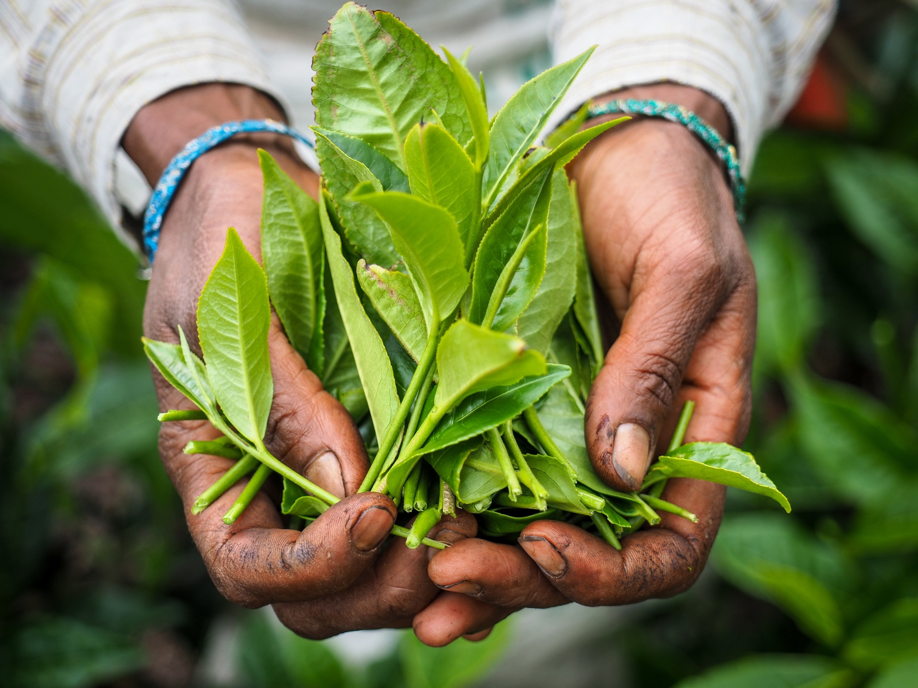 A woman's hands full of fresh, green, tea leaves.