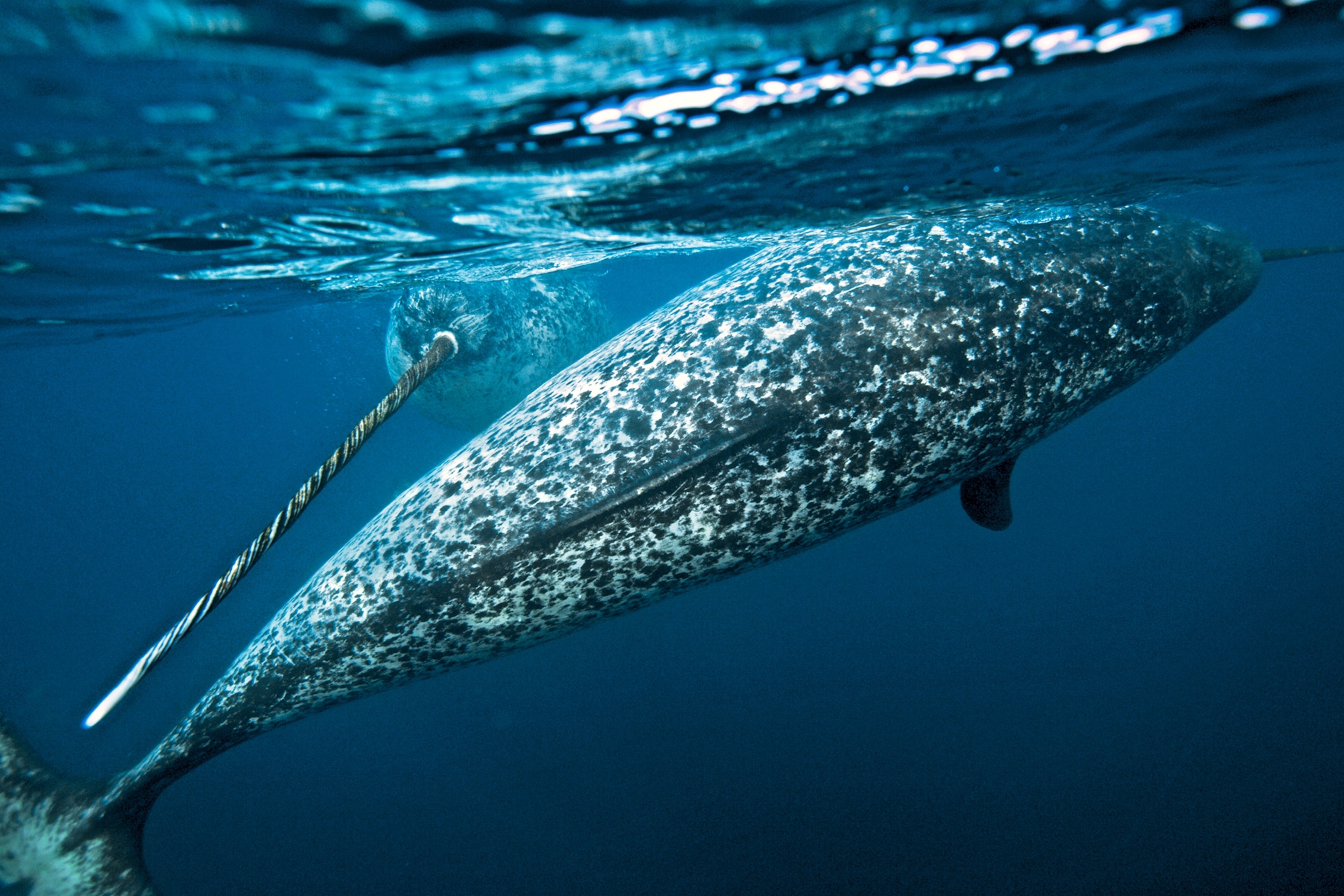 A close view of a narwhal with a long oval body and a single long straight tusk.