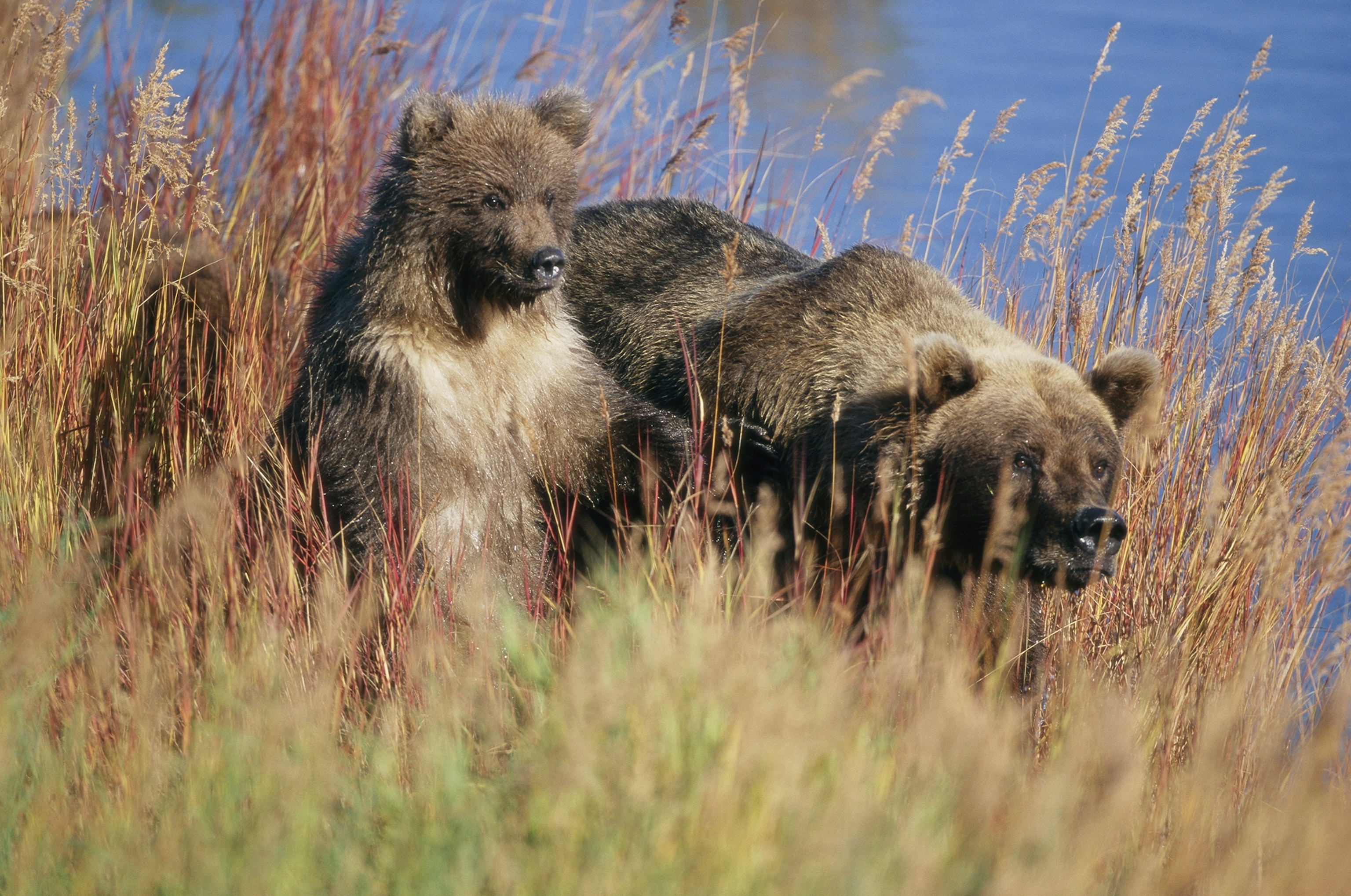 A large bear with dark fur and smaller bears in tall grass.