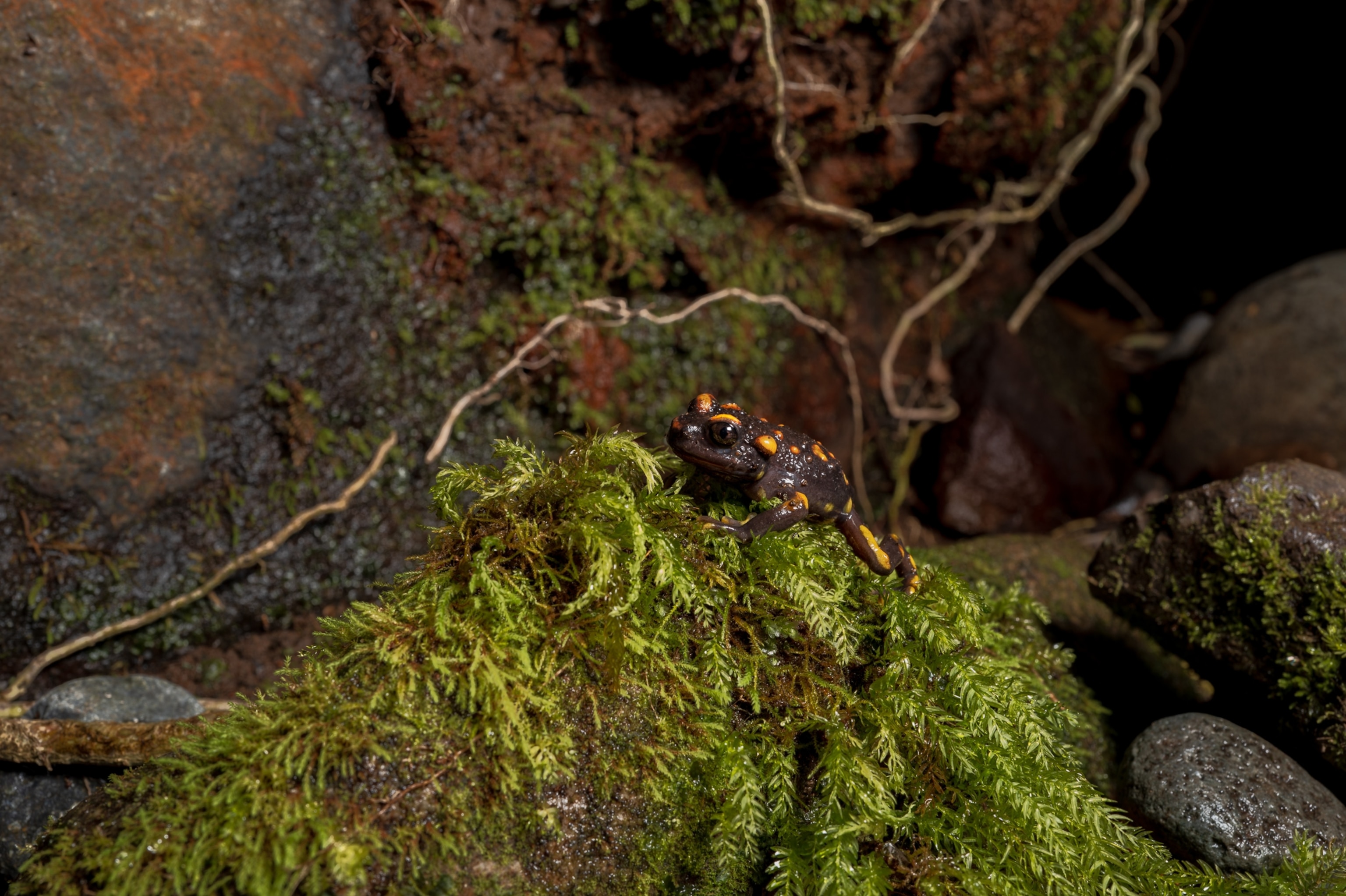 A false toad in the forest around lush green.