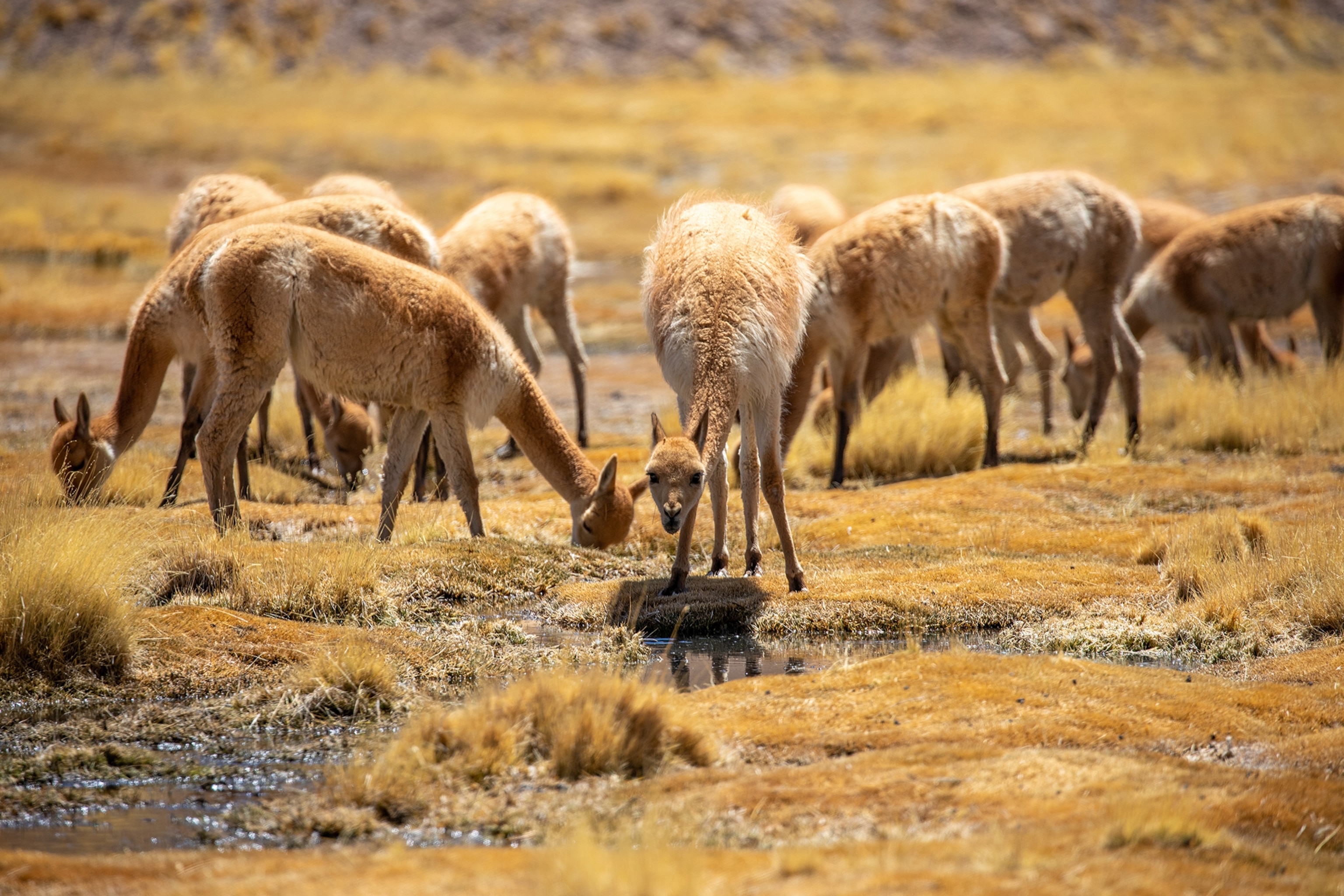 A group of wild vicunas gathering near a rare water supply in the Atacama Desert, Chile.