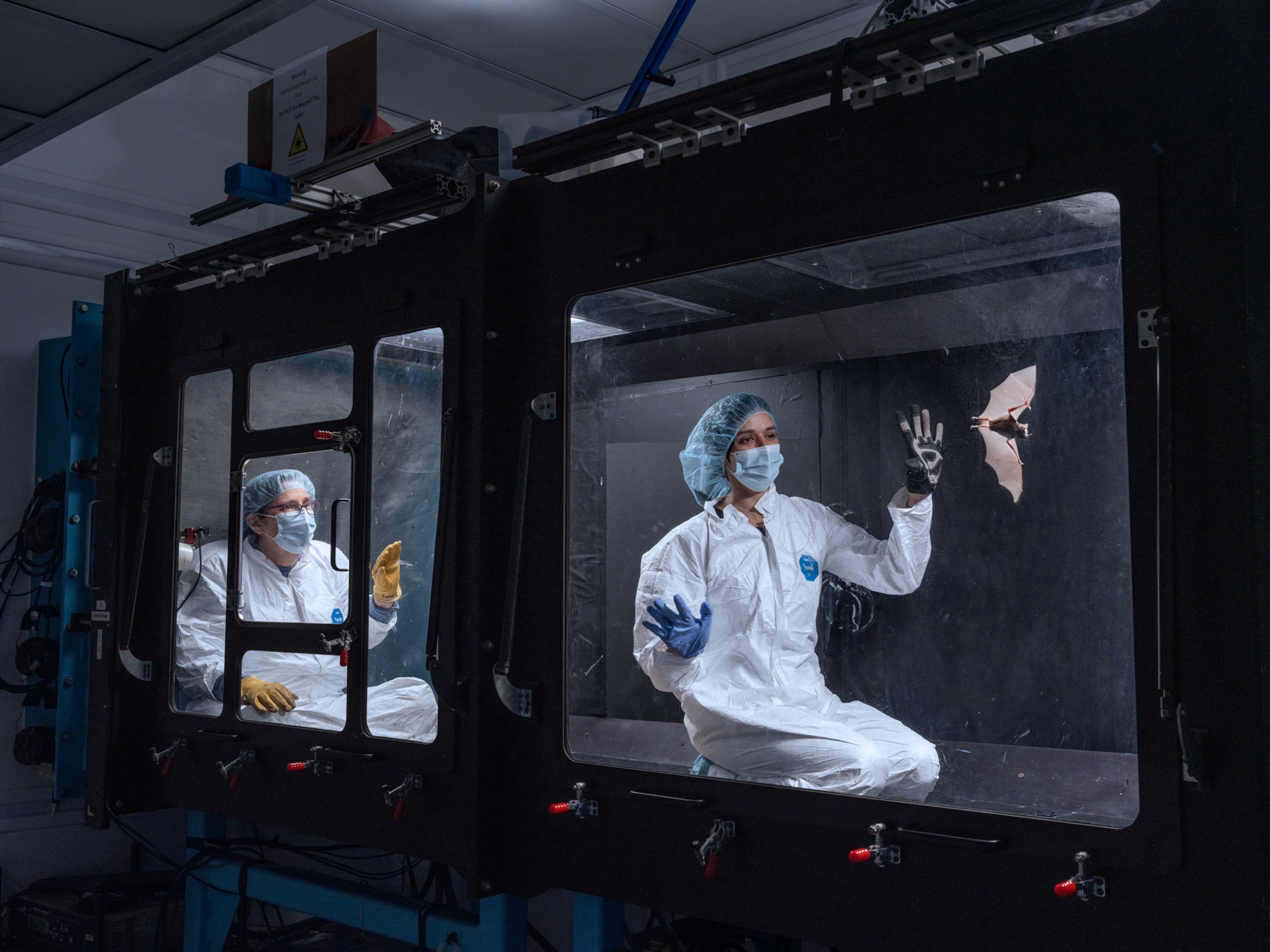 Two scientists in white lab protective suits and face masks watching a bat flying in glass lab tunner.