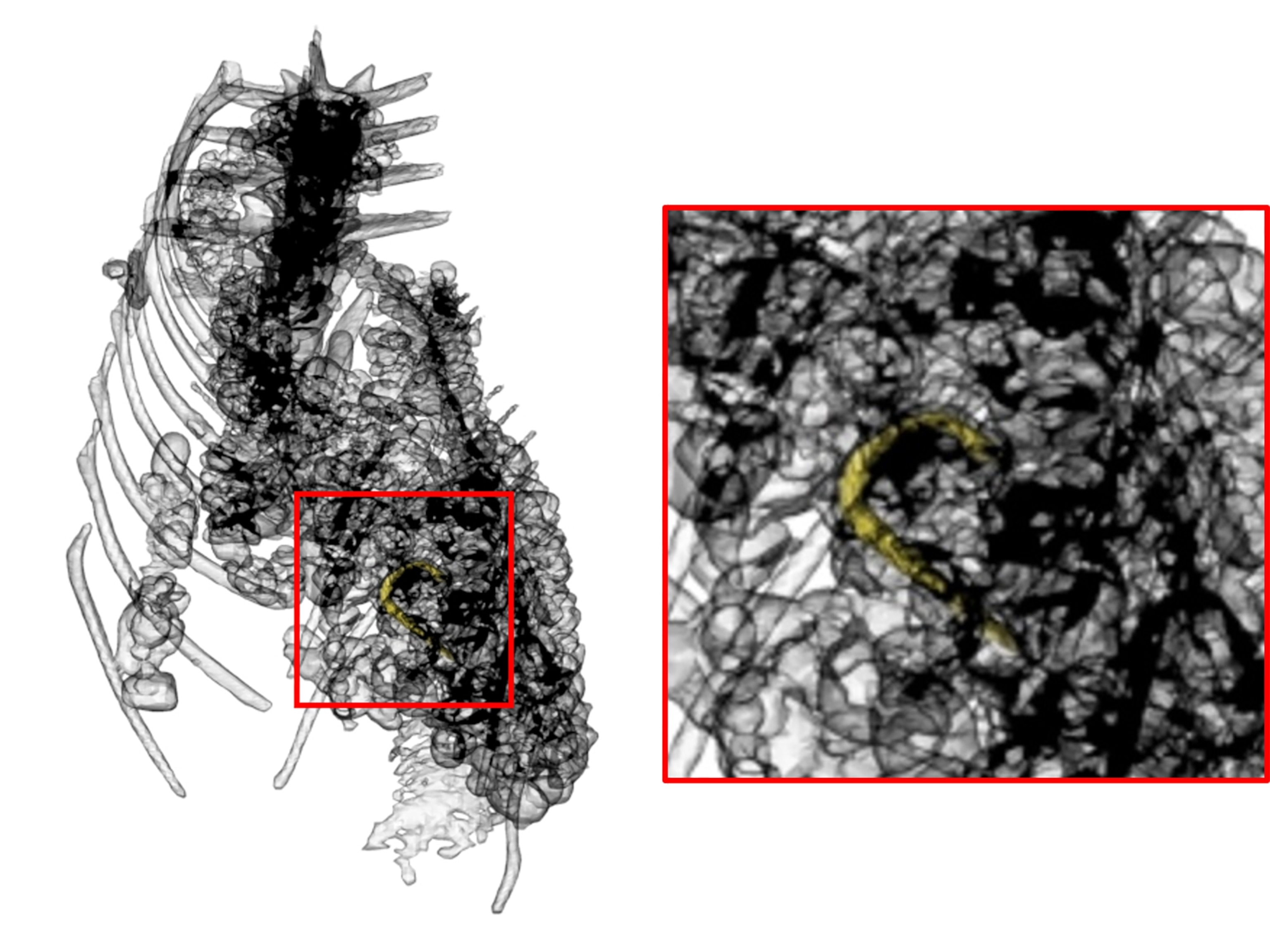 Visualization showing the hook highlighted in yellow by making the surrounding objects transparent.