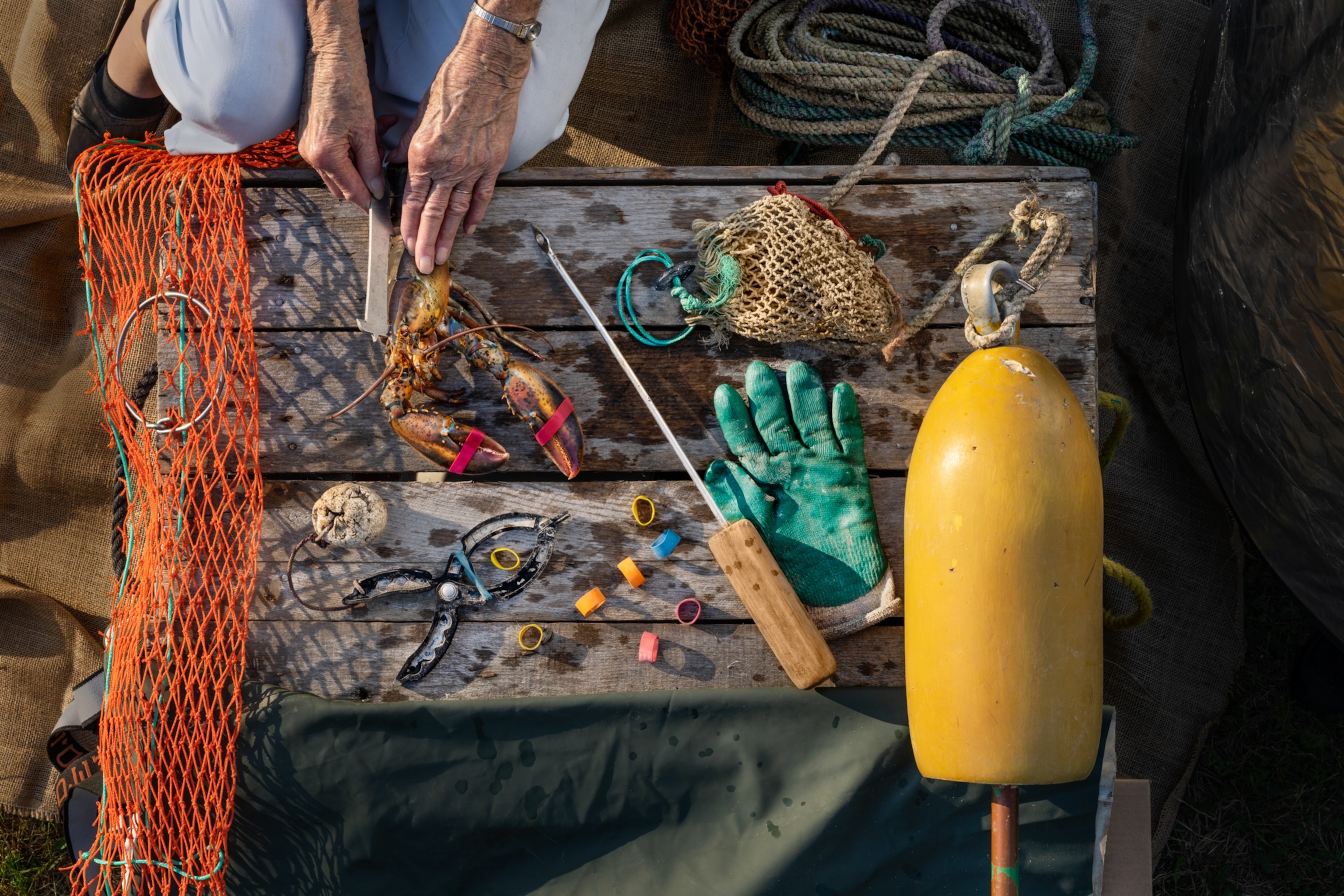 A lobsterman processes a recently caught lobster. 