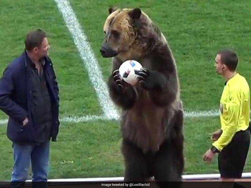 Watch Russian Football League Blasted After Grizzly Bear Hands