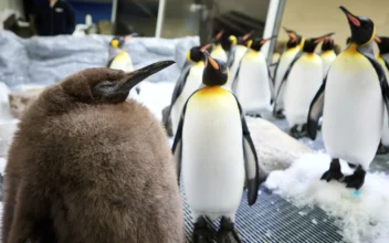 Huge Australian King Penguin Chick Pesto Grows Into Social Media Star