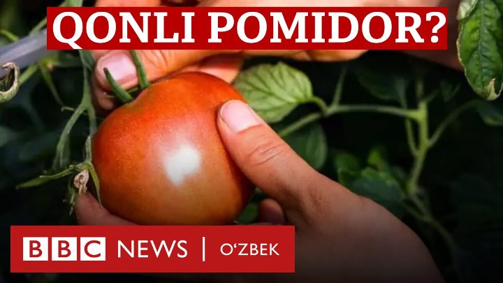 Yevropa supermarketlaridagi pomidorlar qonli Shinjon pomidorlarimi? - BBC News O'zbek