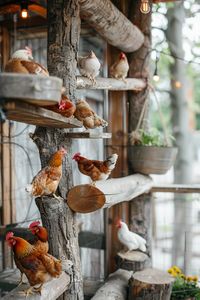 17+ Genius Chicken Roost Ideas for Cozy Nights : You Can’t Resist! - ChickenRise