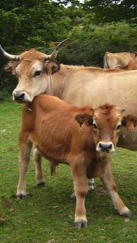 Asturiana de la Montana