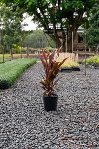 Cordyline fruticosa rubra, also known as the Hawaiian Ti Plant, is a beautiful ornamental plant with strikingly coloured leaves in shades of red, pink, and purple. This plant is sure to add a tropical touch to any garden or indoor space with its unique and vibrant foliage. Height: 1.2-2.4 meters Width: 0.6-1.2 meters Native to: Southeast Asia, the Pacific Islands, and eastern Australia Foliage type: Evergreen, long and narrow leaves Growth rate: Moderate Flowers: Small, inconspicuous flowers that bloom on mature plants Light: Full sun to part shade Water: Regular watering, keep soil moist but not waterlogged