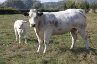 Blanc Bleu : Cette race, originaire du Hainaut belge et français, est surtout implantée dans le département du Nord. http://www.la-viande.fr/blanc-bleu