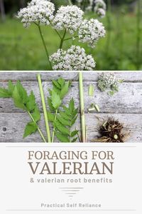 Foraging Wild Valerian For Better Sleep - Valerian root is a healing herb that is often used in herbalism to help you get better sleep. Learn how to forage this medicinal herb and use it for its benefits.