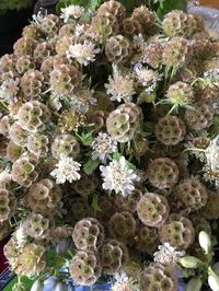 Scabiosa pods