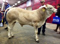 5/8 Blonde d' Aquitaine 3/8 Brahman bull calf in one of the biggest agriculture fairs in Latin America, Agroexpo 2013, Bogotá, Colombia.