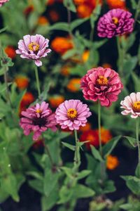 How To Save Zinnia Seeds With Ease - Grow Zinnias For Free!