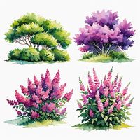 Beautiful Bushes