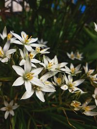 Ornithogalum Umbellatum Star of Bethlehem