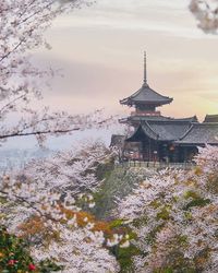 Kyoto e Sakura #kyoto #Japan