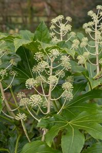 The winter flowers and leaves of a Japanese aralia or Castor Oil Plant (Fatsia japonica) look amazing! There’s always something to see in the #garden.