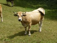 Aubrac