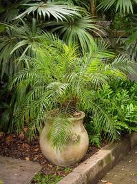 80 Popular Types of Palm Plants | Balcony Garden Web