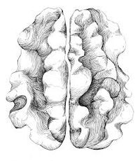 walnut drawing - Google Search