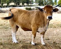 aubrac cattle, about aubrac cattle, aubrac cattle breed, aubrac cattle breed info, aubrac cattle breed facts, aubrac cattle care, caring aubrac cattle, aubrac cattle color, aubrac cattle characteristics, aubrac cattle facts, aubrac cattle for milk, aubrac cattle for meat, aubrac cattle history, aubrac cattle horns, aubrac cattle info, aubrac cattle images, aubrac cattle milk, aubrac cattle meat, aubrac cattle origin, aubrac cattle photos, aubrac cattle pictures, aubrac cattle rarity, aubrac ...