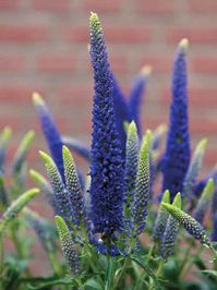 Veronica First Glory -- Bluestone Perennials