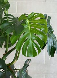 Monstera Deliciosas Love Humidity