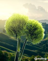 All that beauty, but I can't stop looking at you… Green Dianthus you are unique.  Green Dianthus is original, amazing and beautifu🤩l.  Enjoy every sunset… do it with Malima Flowers.  #greendianthus #greendianthusball #green #fresh #freshflowers #freshcut