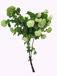 Viburnum Flower is a bulky green flower with big round heads of blooms and large tri-pointed leaves. Use Viburnum flower by itself or combine it with any of our bulk flowers to create unique and romantic wedding bouquets, table centerpieces or flower arrangements.