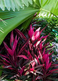 Cordyline fruticosa 'Negri'