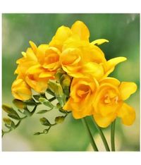 Freesia Bulb Double Yellow A wide range of colors and an alluring floral fragrance make freesia hard to resist. With up to eight trumpet-shaped, upward-pointing blossoms on leafless stems, freesias make delightful cut flowers that last a long time in the vase. The freesia bulb plant is easy to force indoors on sunny windowsills. Learning how to grow freesias in the garden and freesia flower care will allow you to enjoy these beauties year after year. Late Spring-Early Summer Blooming, Easy to Grow Double, Fragrant Bloom Wonderful Cut Flowers How to Plant a Freesia Corm in the Garden Knowing how and when to plant freesia bulbs is important for their success in the garden. Start by choosing a location with full sun or light morning shade and well-drained soil. Prepare the bed by digging and