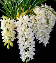 Cymbidium Sarah Jean gx 'Ice Cascade' (Boat Orchid)