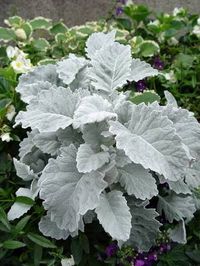 Cineraria o Dusty Miller