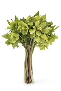 Hellebore frowers. Beautiful fresh green hellebore Helleborus odorus bouquet, is , #sponsored, #fresh, #green, #hellebore, #Hellebore, #frowers #ad