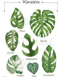 🌿 Meet the Monstera Family! 🌿 Dive into the lush world of Monstera, the iconic plant that adds a touch of the tropics to any home. Let's get to know these stunning varieties: Monstera Obliqua: Delicate and rare, with unique perforated leaves. Monstera Deliciosa: The classic Monstera with large, fenestrated leaves. Monstera Adansonii: Also known as the "Swiss Cheese Plant," perfect for hanging baskets. Monstera Variegata: A showstopper with its striking white and green variegated leaves. Mon...