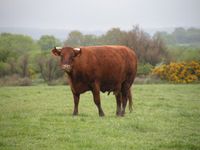 Une vache armoricaine dans le Morbihan