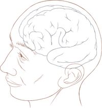 File:Human head and brain diagram.svg