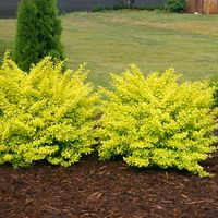 Barberry Sunjoy Citrus|Gold Berberis|GreatGardenPlants.com