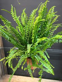 This beautiful Boston Fern, also known as Nephrolepis Exaltata, is a perfect addition to any indoor plant collection. With its bushy and lush green foliage, it adds a touch of nature to any room. The plant is 12cm tall and comes in a handy pot, making it easy to display and care for. The Fern is evergreen and interested in autumn, winter, summer, and spring. It is a popular choice for indoor plants enthusiasts due to its easy maintenance and air purification abilities. This potted plant is a gre