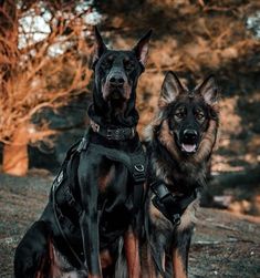 two dogs sitting next to each other on the ground