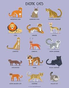 an illustrated poster with different types of exotic cats on it's sides and the words exotic