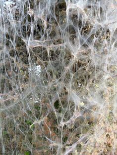 spider webs are covering the surface of rocks and mossy plants in an area that looks like it is covered with lichen