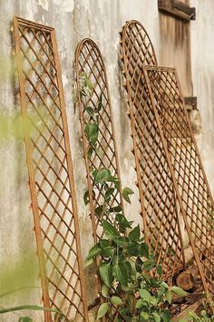 three wooden trelliss with green plants growing out of them on the side of a building